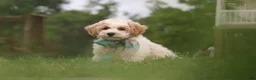 Bichpoo dogs for sale: Leo - Ad 7