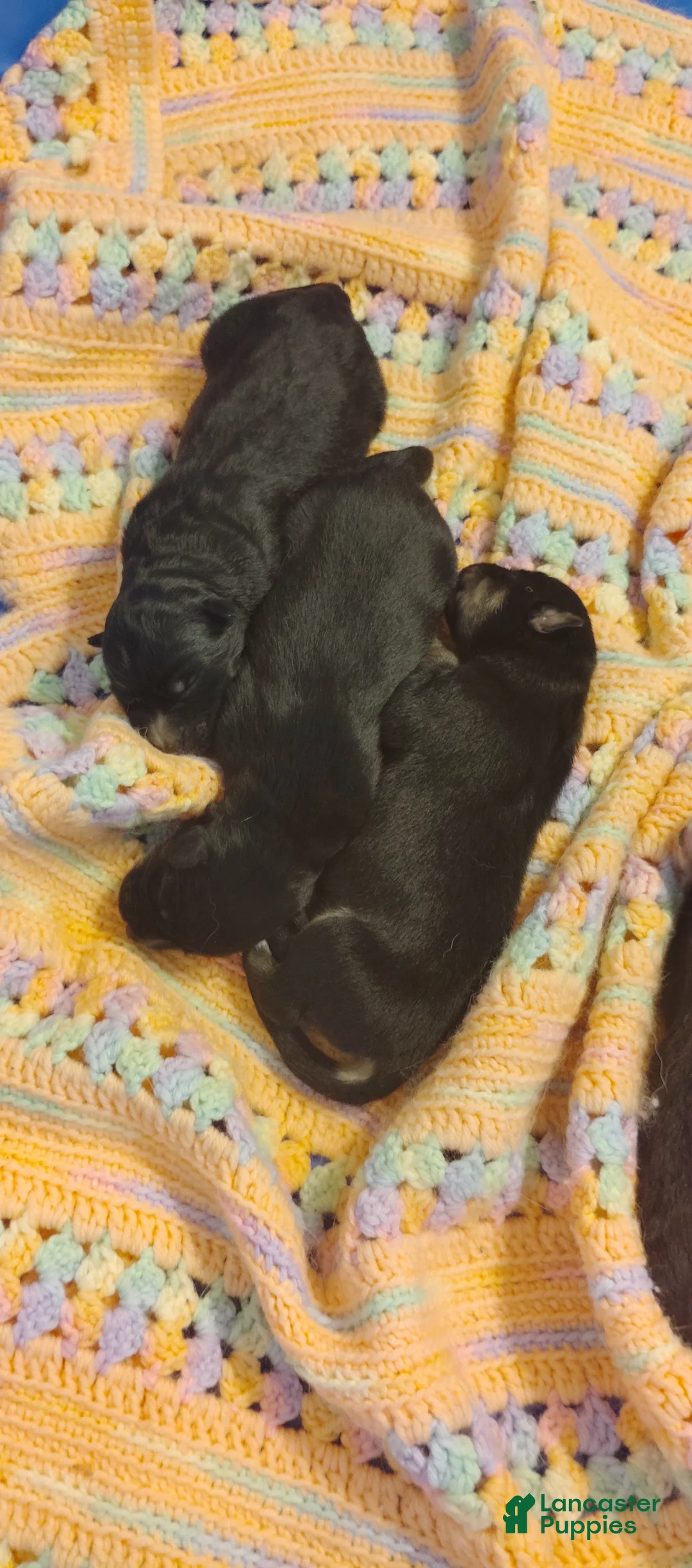 Mixed Breed dogs for sale: Mixed Breed 1 - Ad 1