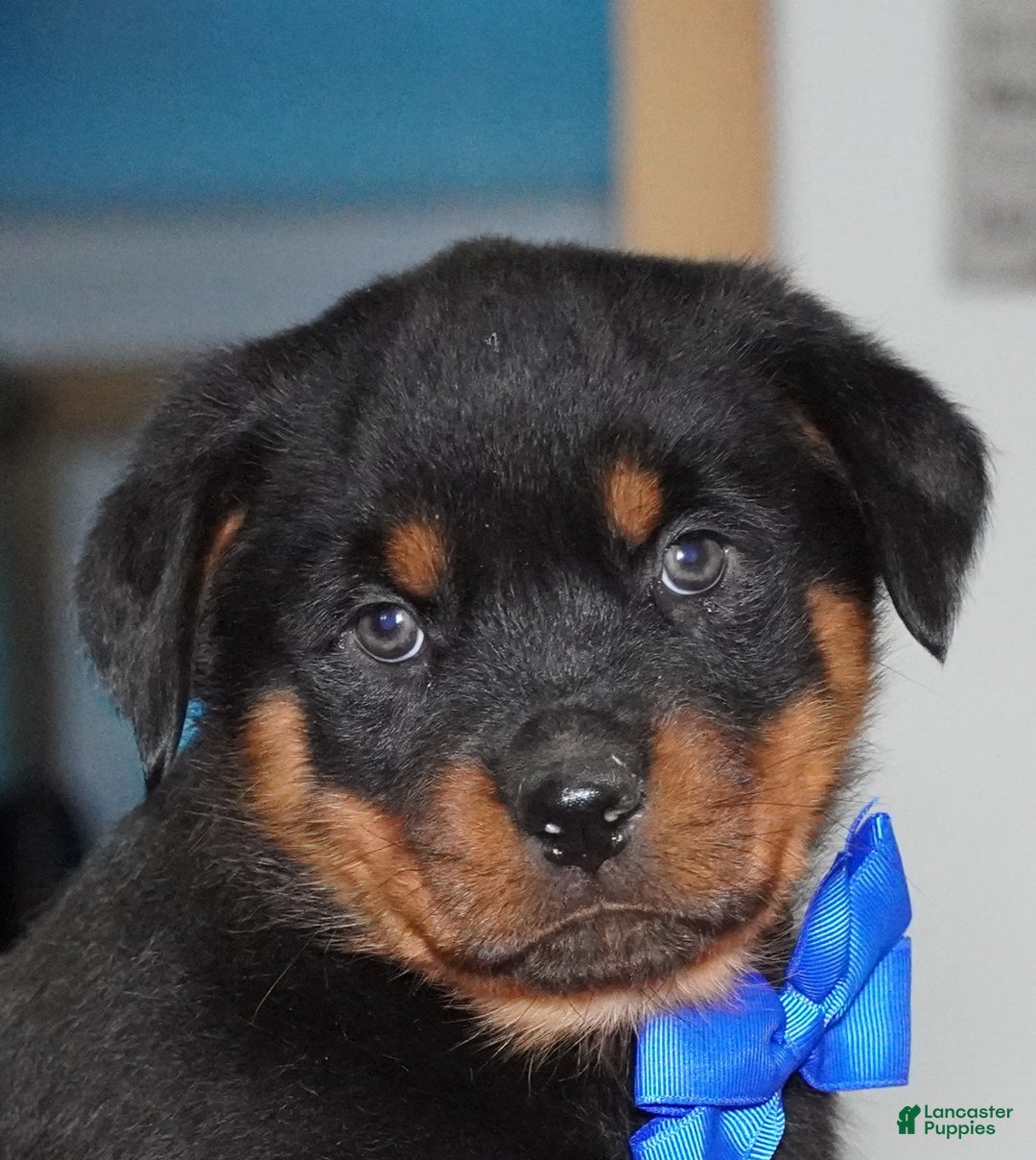 Rottweiler dogs for sale: Duke - Ad 1