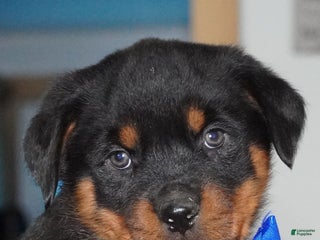 Rottweiler dogs Duke - Ad 28