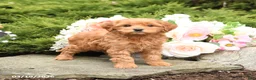 Mini Goldendoodle dogs for sale: Sparks - Ad 3