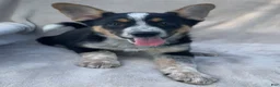Mixed Breed dogs for sale: Benny - Ad 2