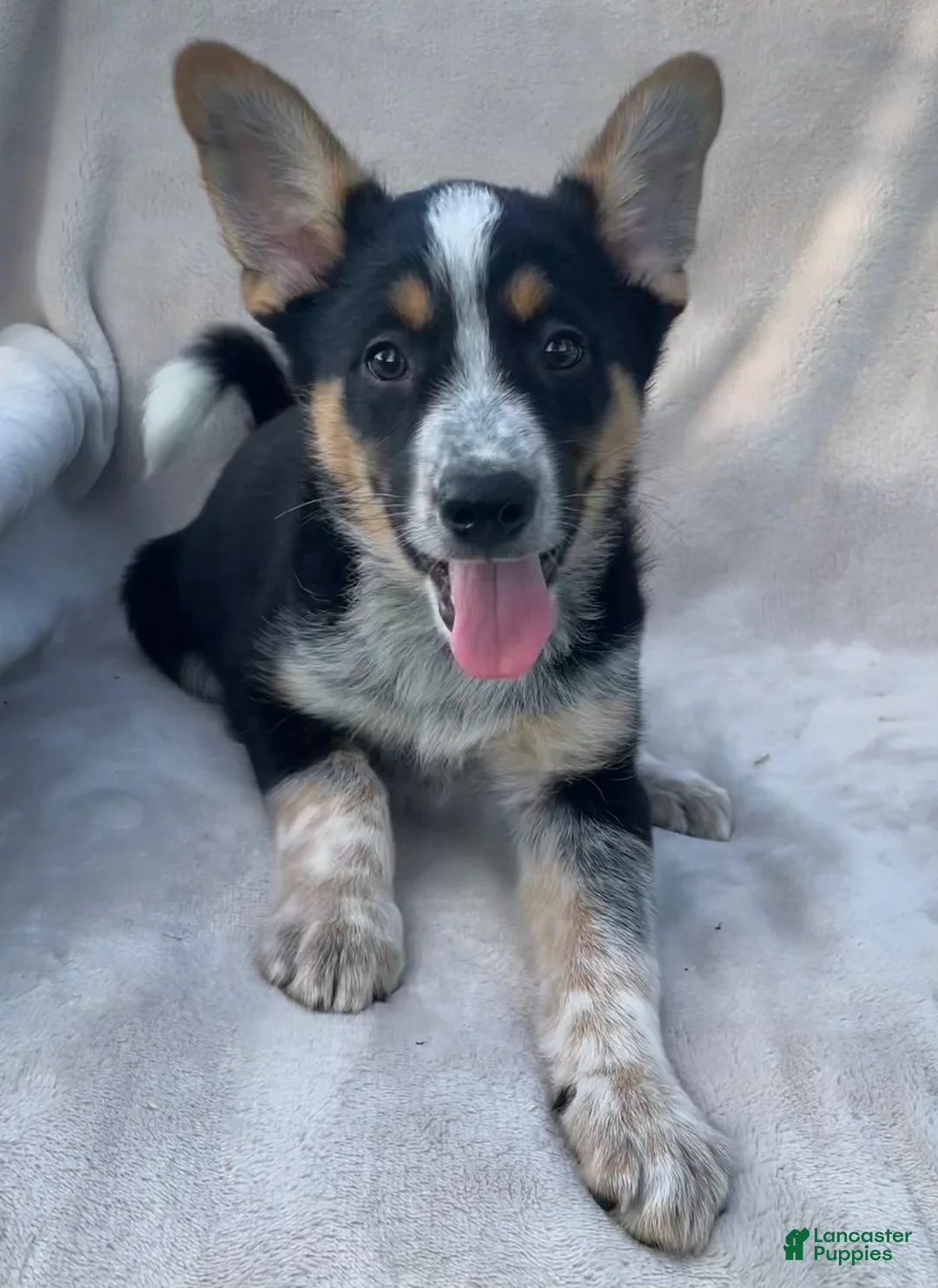 Mixed Breed dogs for sale: Benny - Ad 2