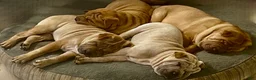Shar Pei dogs for sale: Goose - Ad 24