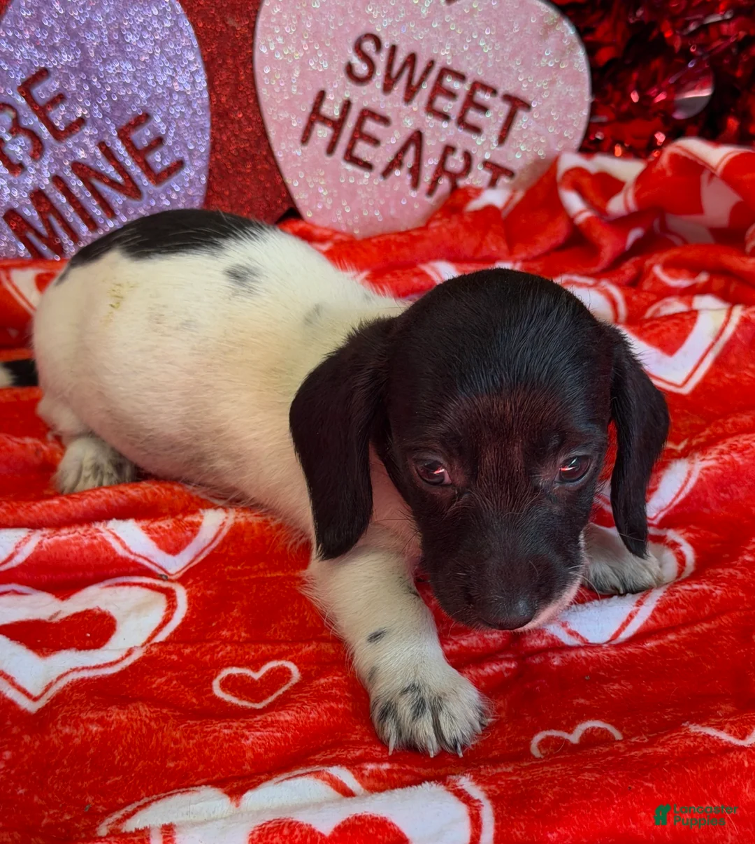 Miniature Dachshund dogs for sale: Spots - Ad 3