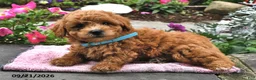 Bichpoo dogs for sale: Toby - Ad 4