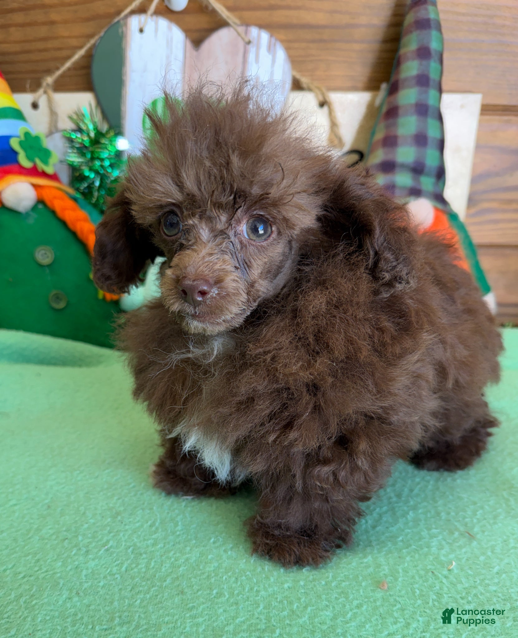 Toy Poodle dogs Chance - Ad 27
