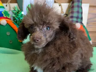 Toy Poodle dogs Chance - Ad 37