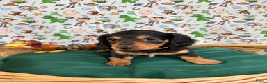 Slinky