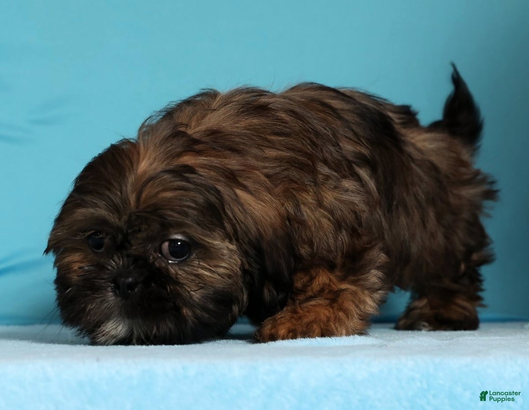 Teddy Bear dogs for sale: Cookie - Ad 9