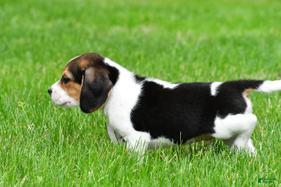 Beagle dogs for sale: Jackson - Ad 8