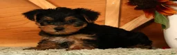 Yorkshire Terrier dogs for sale: Wesley - Ad 6
