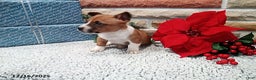 Jack Russell Terrier dogs for sale: Immanuel - Ad 3
