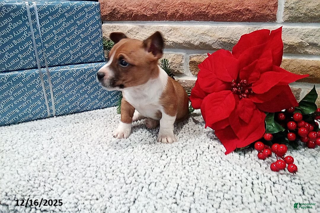 Jack Russell Terrier dogs for sale: Immanuel - Ad 3