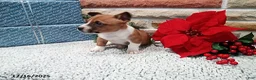 Jack Russell Terrier dogs for sale: Immanuel - Ad 3