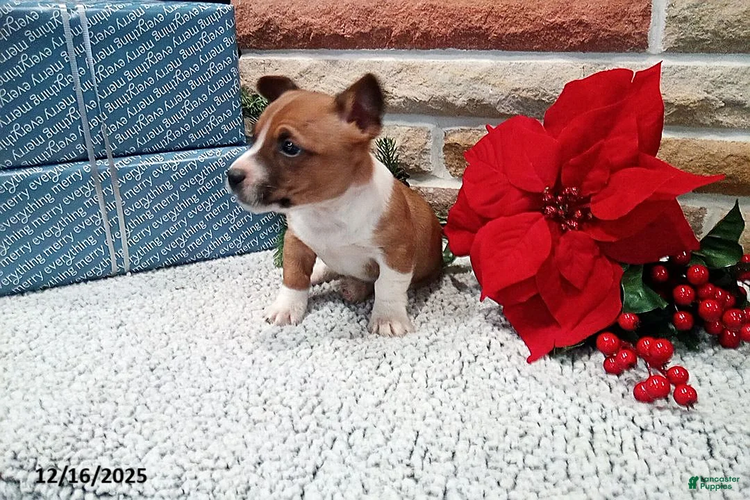 Jack Russell Terrier dogs for sale: Immanuel - Ad 3