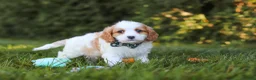 Cavapoo dogs for sale: Ike 💙 - Ad 3