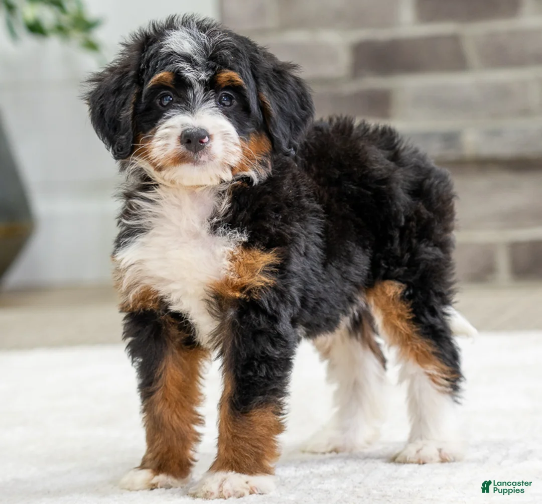 Mini Bernedoodle dogs for sale: Tori - Ad 1