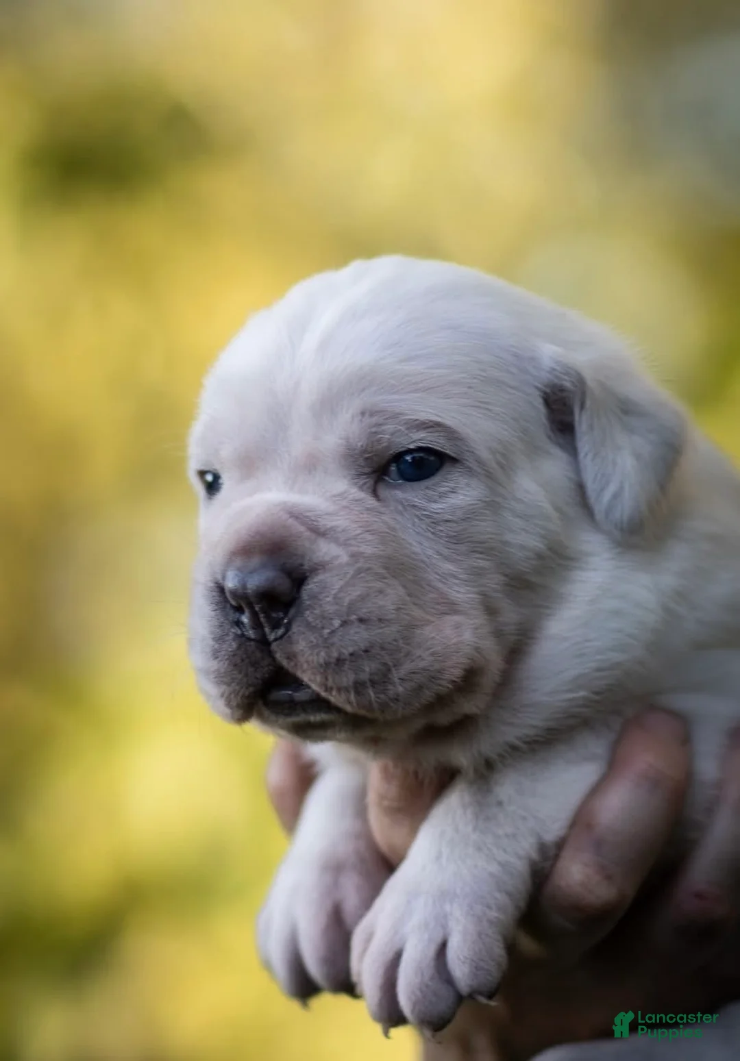 Cane Corso dogs for sale: Midnight Groove’s Kiss Of Life- Sade - Ad 2