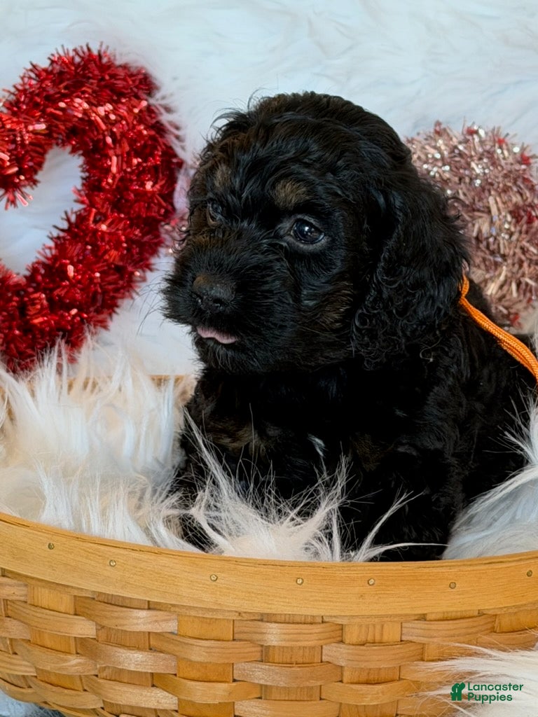 Cockapoo dogs Cockapoo Orange - Ad 4