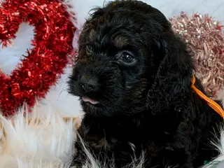 Cockapoo dogs Cockapoo Orange - Ad 4