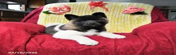 Akita dogs for sale: Betty   - Ad 2