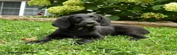 Labradoodle dogs for sale: Dapper - Ad 2