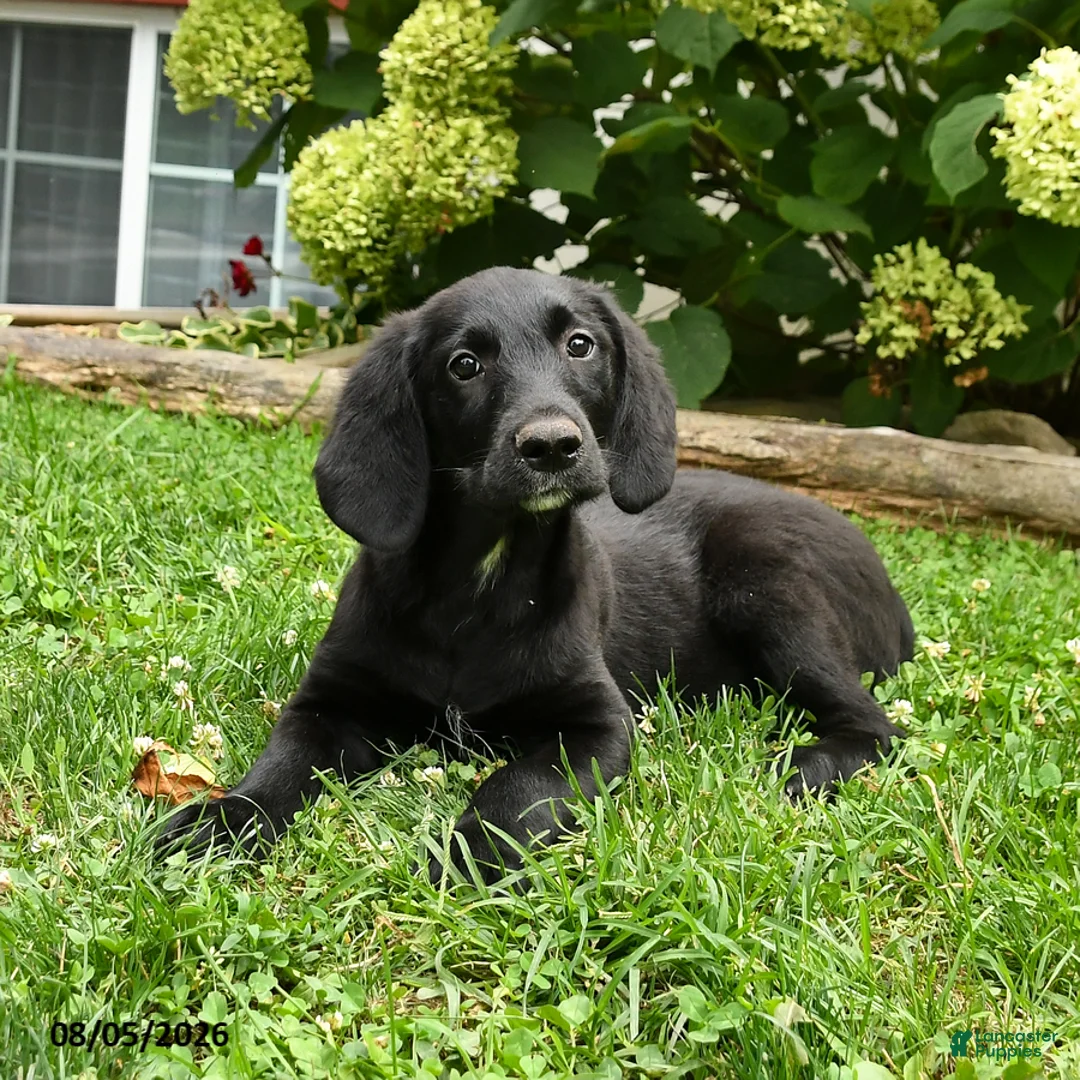 Labradoodle dogs for sale: Dapper - Ad 2