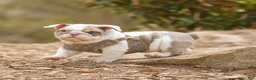 English Bulldog dogs for sale: English Bulldog Puppy  - Ad 7
