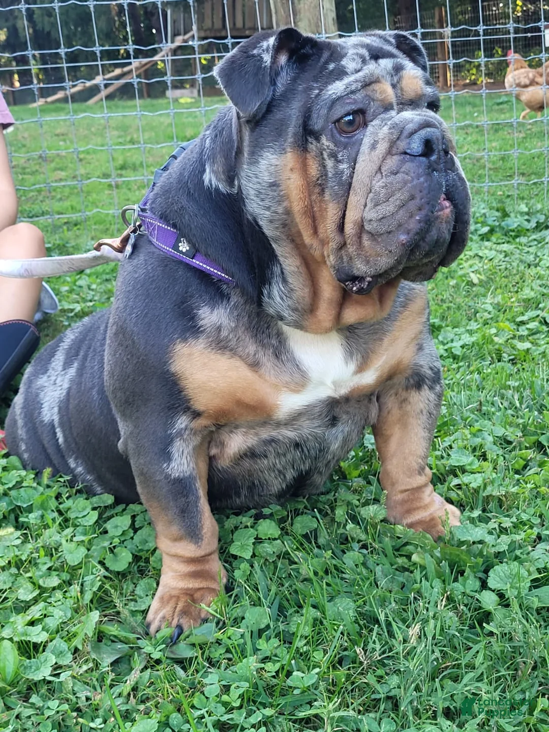 English Bulldog dogs for sale: Pebbles - Ad 6