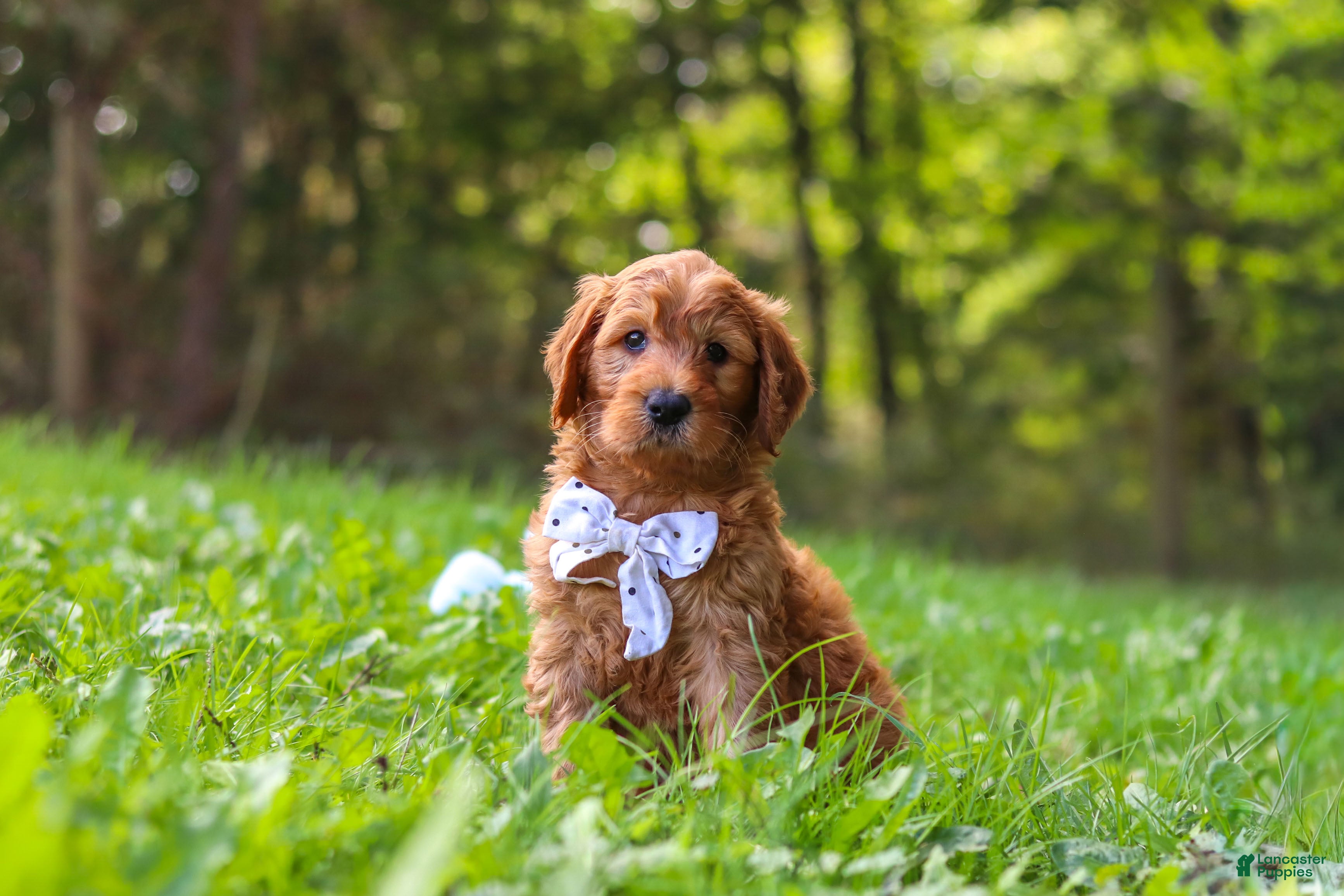 Baxter