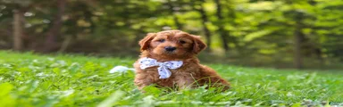 Baxter