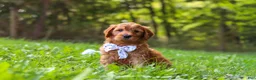 Goldendoodle dogs for sale: Baxter - Ad 1
