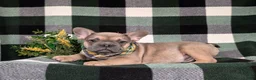 French Bulldog dogs for sale: Dudley - Ad 6