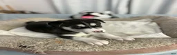 Siberian Husky dogs for sale: Bella - Ad 3