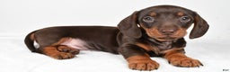 Miniature Dachshund dogs for sale: Frankie - Ad 1