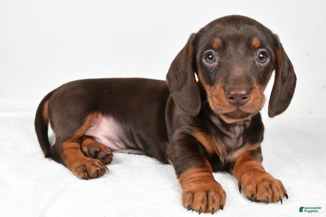 Miniature Dachshund dogs for sale: Frankie - Ad 1