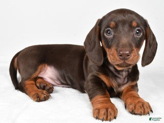 Miniature Dachshund dogs Frankie - Ad 26