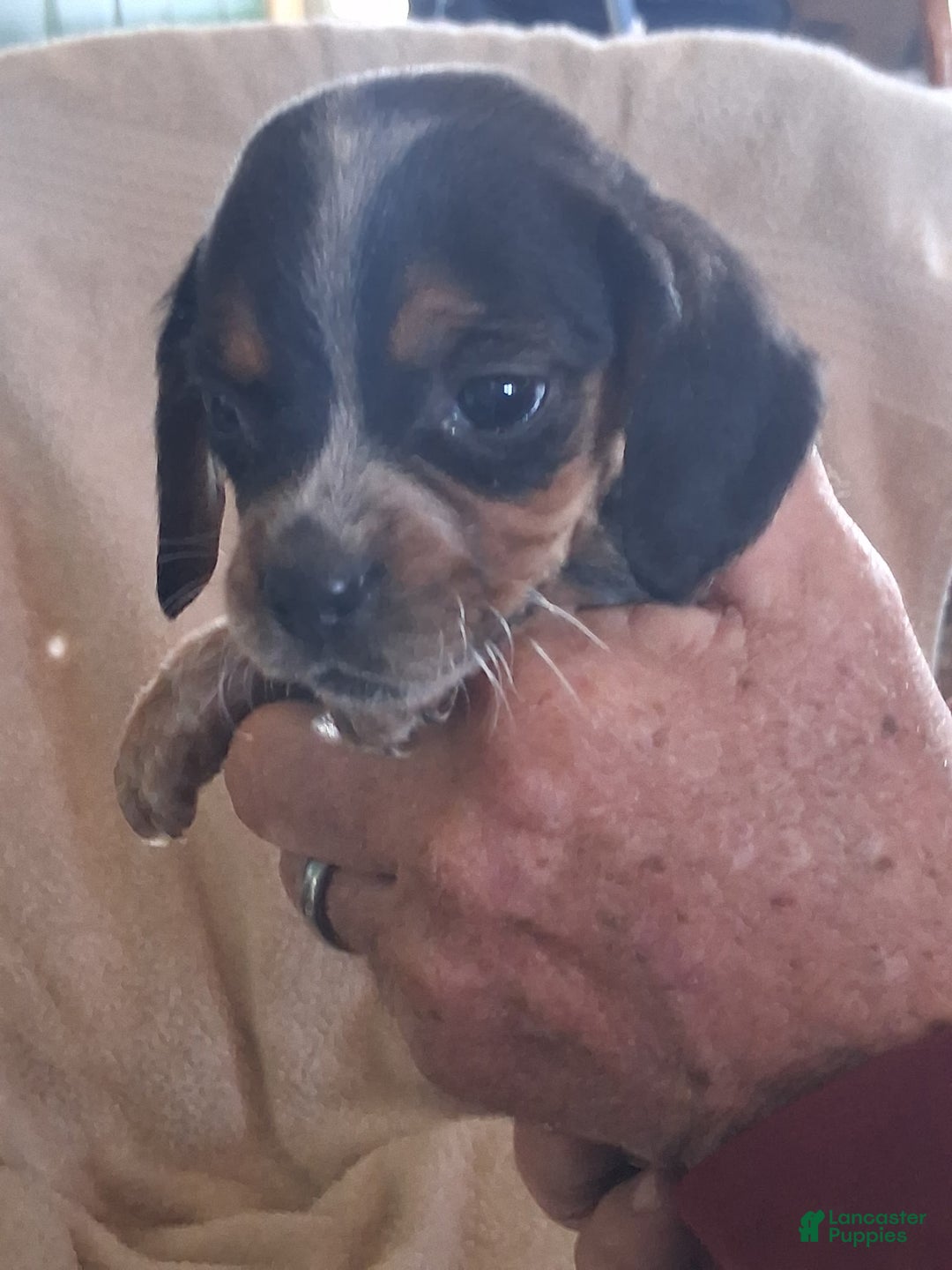 Mixed Breed dogs for sale: Roxy  - Ad 2