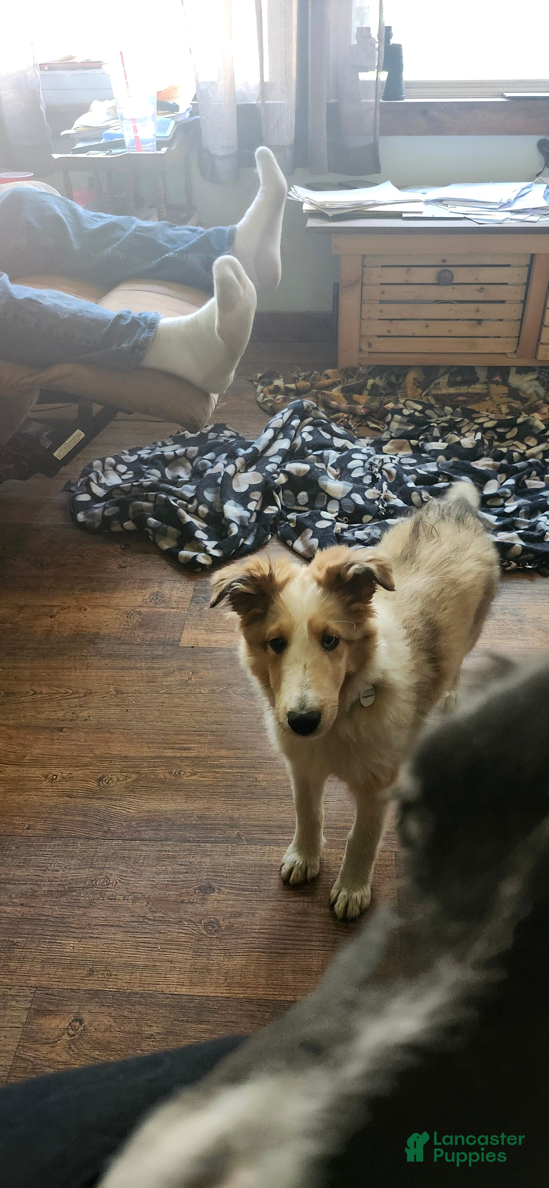 Shetland Sheepdog dogs Shetland Sheepdog Puppy 2 - Ad 33
