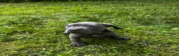 Cane Corso dogs for sale: Cane Corso 3 - Ad 10