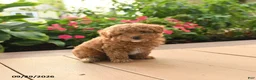 Toy Poodle dogs for sale: Remy - Ad 4