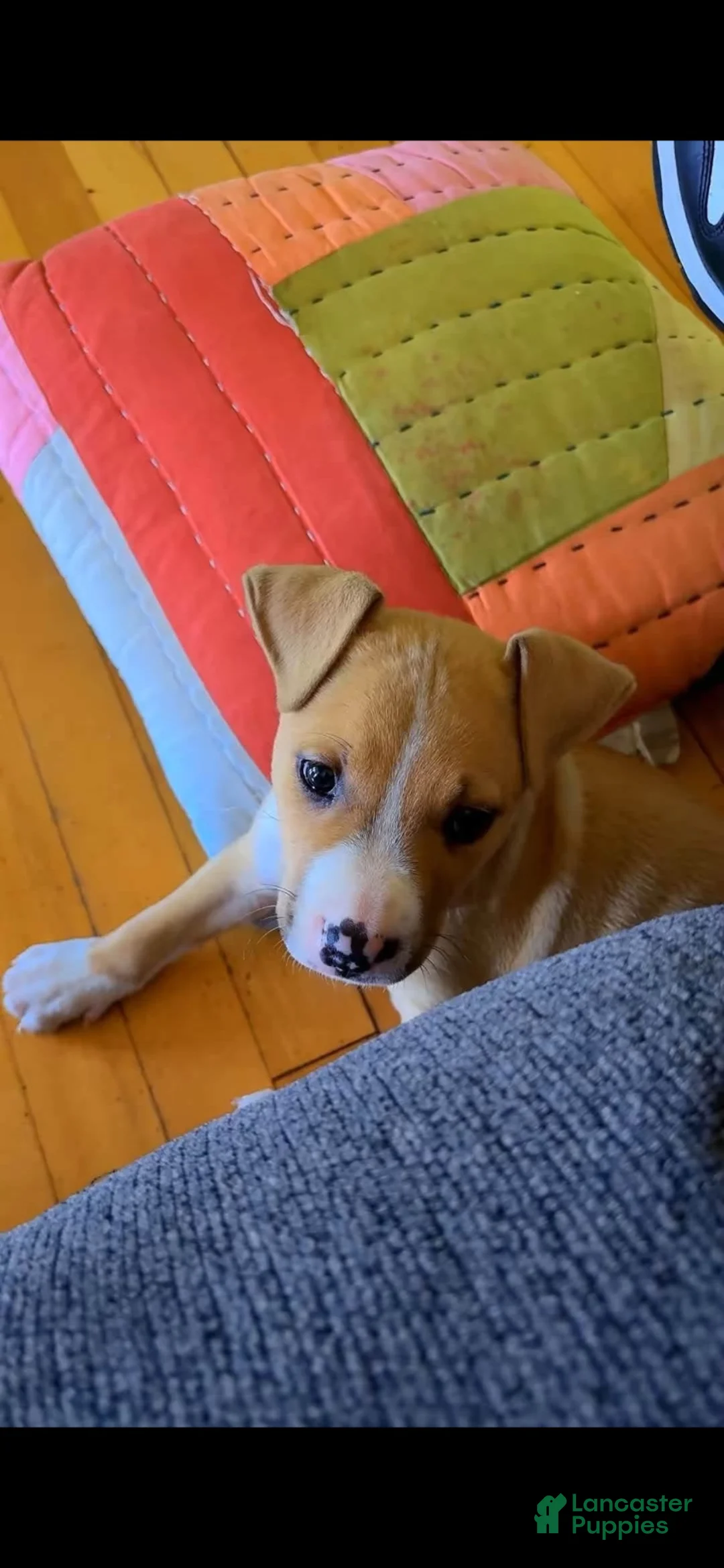 Mixed Breed dogs for sale: Mixed Breed 1 - Ad 5