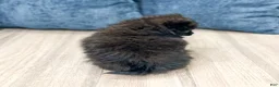 Pomeranian dogs for sale: Shadow - Ad 5