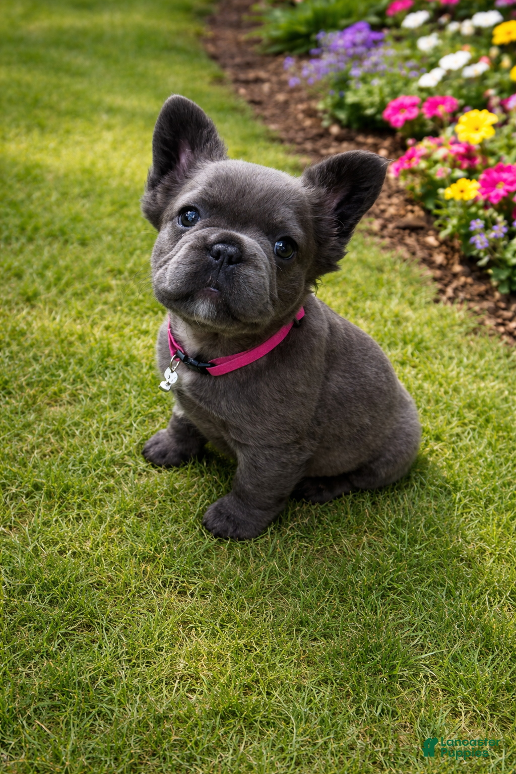 French Bulldog dogs for sale: April - Ad 1