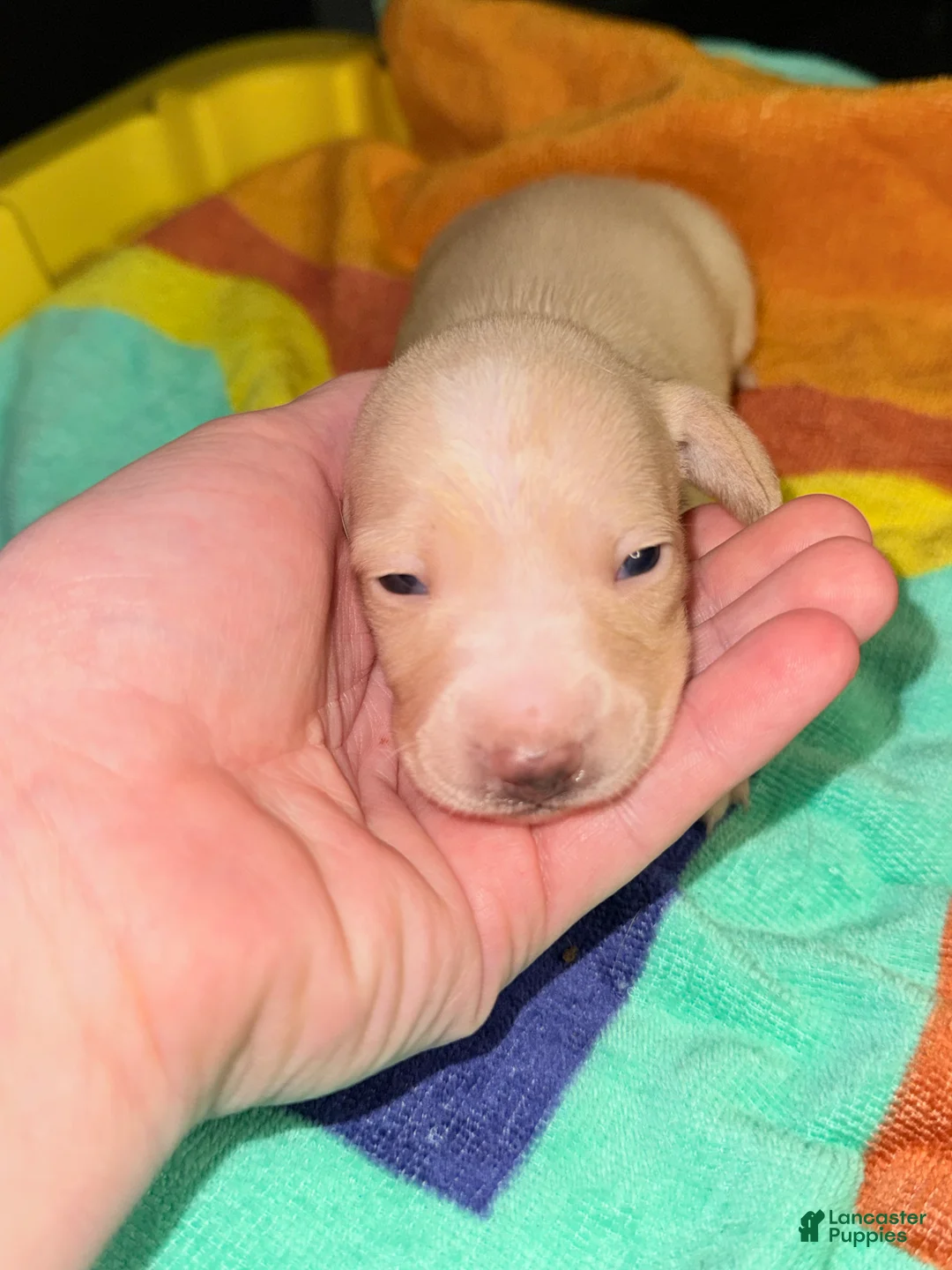Dachshund dogs for sale: Dachshund Puppy 3 - Ad 2