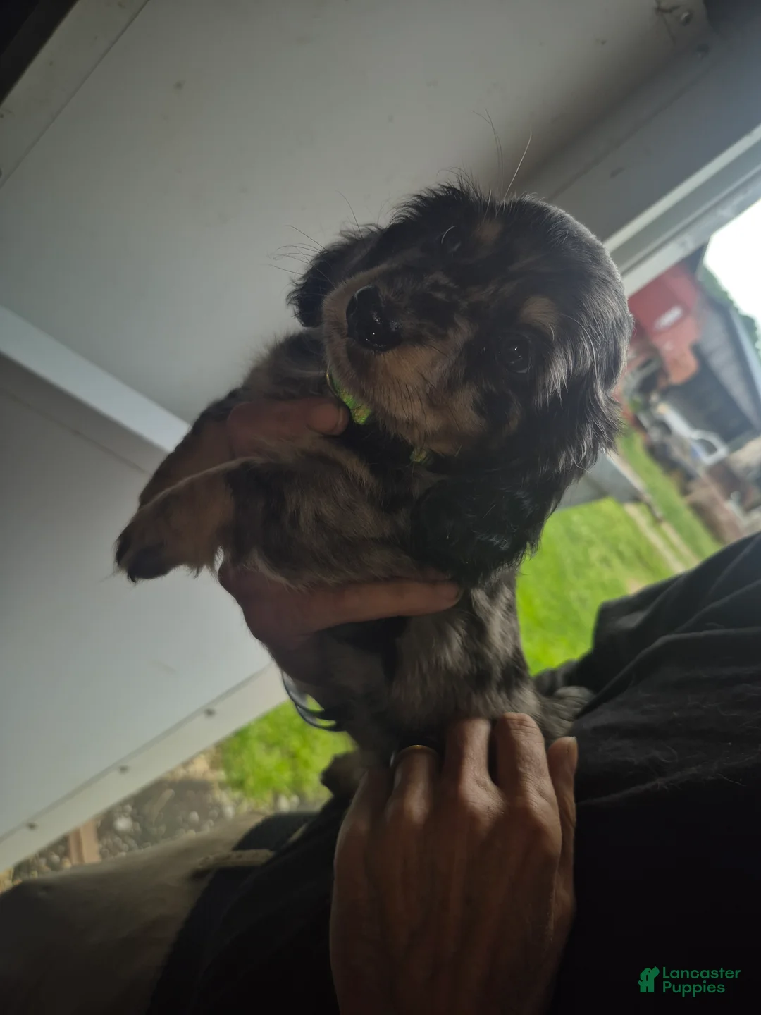 Miniature Dachshund dogs for sale:  dapple boy long haired  - Ad 2