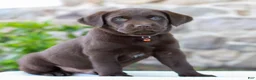 Labrador Retriever dogs for sale: Tanner - Ad 3
