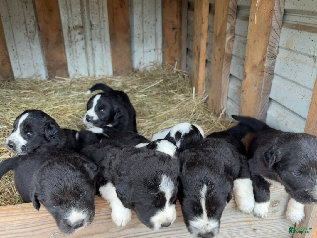 Mixed Breed dogs for sale: Thing - Ad 14