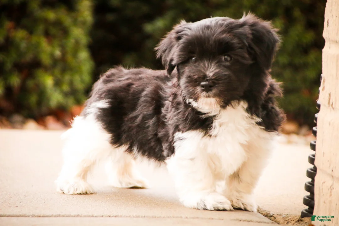 Havanese dogs for sale: Oreo - Ad 8